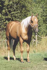 palomino quarterhorse stallion, photo shows his excellent conformation