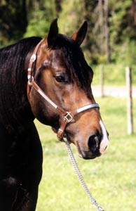 Bay Quarterhorse Stallion - Ima Class of My Own
